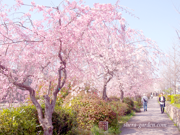 鴨川沿い 桜並木
