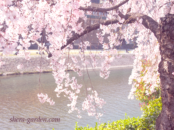 鴨川沿い 桜並木